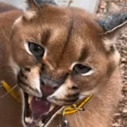 ������, ���������, 47 ���