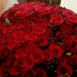 �����, ��������, 41 ���