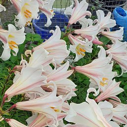 �������, �������, 50 ���