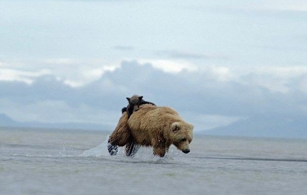    .        Katmai National Park ... - 5