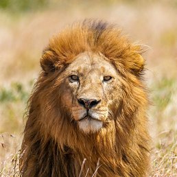 Massimo, �����, 51 ���