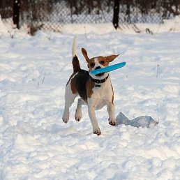 Dominic, ������, 62 ����