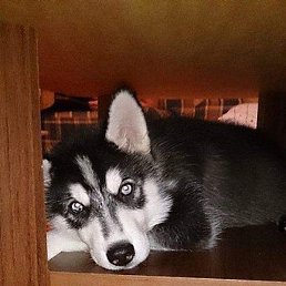 ���������, ����-���������, 61 ���