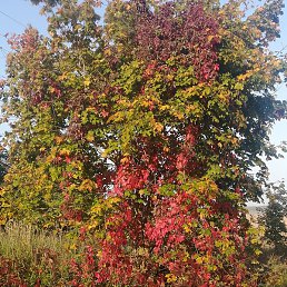 �������, �����, 61 ���