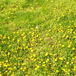 ������, ������, 56 ���