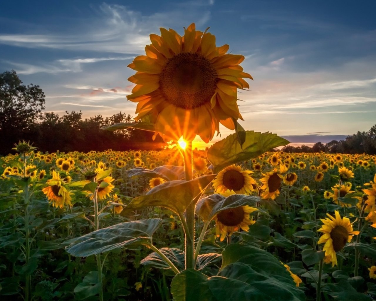 Августовское солнце. Август солнце картинки. Солнце лето эстетика. Солнечный денек. Августовский закат.