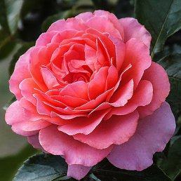 ������, �����-���������, 51 ���