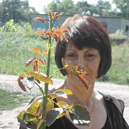 Светлана, 66 лет, Тверь Светлана, 66 лет, Тверь