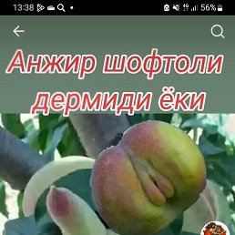 Ilhom, ���������, 30 ���