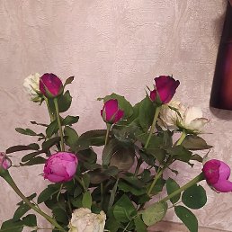 �������, ���������