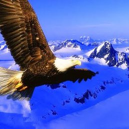 ����, �������, 60 ���