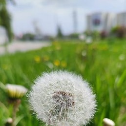 ������, ������, 29 ���