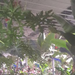 ����, ������, 31 ���