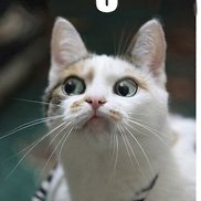 �������, 24 ����, �����