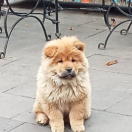 Salih, �����, 38 ���