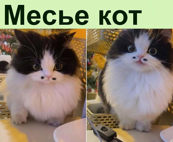 Неподражаемые усы. Этот котик французских кровей.