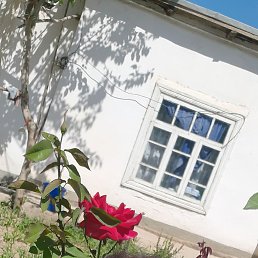 ���� ������, �����, 54 ���� - ��������� 7 ��� 2023