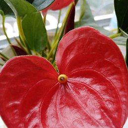 ����, �������, 62 ����