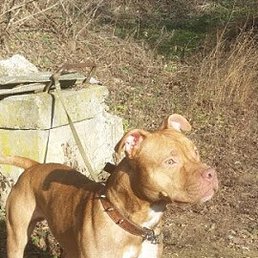 �������, ���������, 46 ���