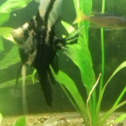 ����, ������, 54 ����