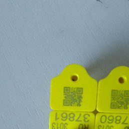 ���, ����, 33 ����