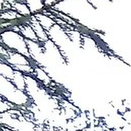 ��������, �����������, 46 ���