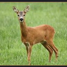 Mox, ������, 38 ���