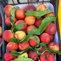 Kenan, ���������, 43 ����