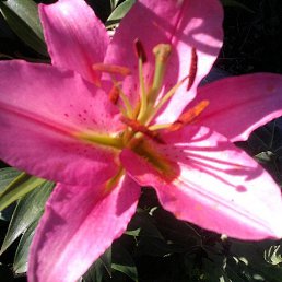 ��������, ���������