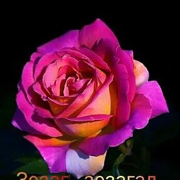 �����, ������, 39 ���