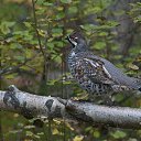 ���� ���������, ������, 64 ���� - ��������� 17 ���� 2023