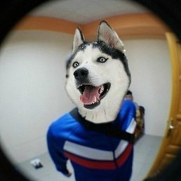 �����, ����������, 34 ����