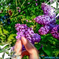 ���� Dili, �������, 42 ���� - ��������� 10 ����� 2023