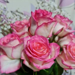 �������, �����������, 49 ���