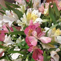 �����, ������, 56 ���