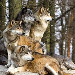 ���� ����, ������, 41 ��� - ��������� 1 ������� 2023