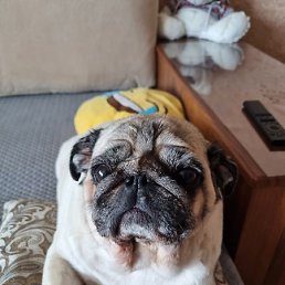 ������, �����������, 43 ����