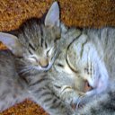 ���� � �������� �� ������� ���� ����������