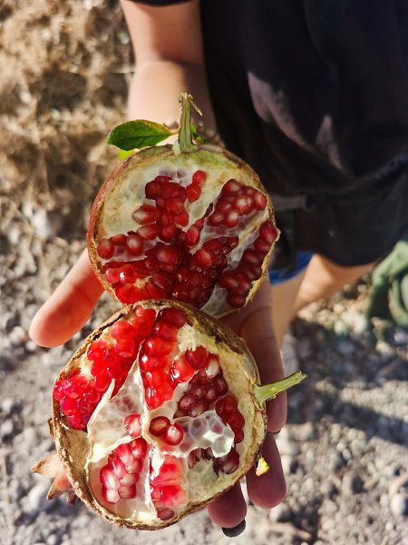 Так красиво цветёт гранат. --------------------------------------------- - 5