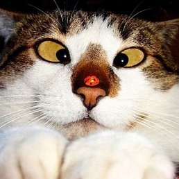 ���� �����, �������, 51 ��� - ��������� 17 ��� 2023