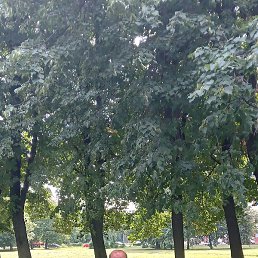 ����, ������, 56 ���