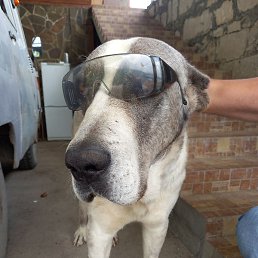 ������� ����������, ���������, 51 ���