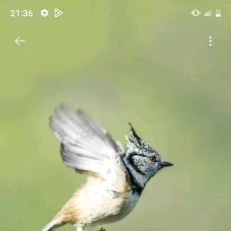 Hgfhku, �����, 39 ���