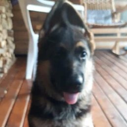 �������, ������, 66 ���