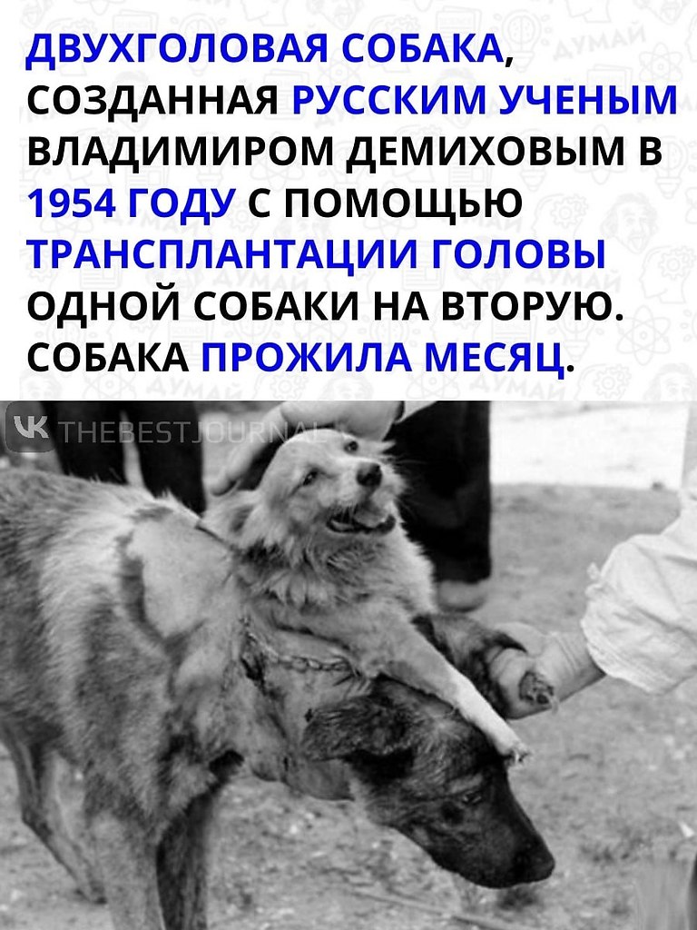 Несмотря на весь ужас эксперимента, это был прорыв в области ... | BEST ...