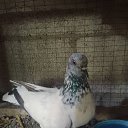  Doni, , 31  -  16  2023    