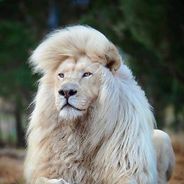 �����, ������, 34 ����