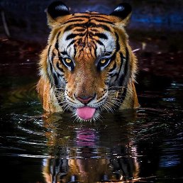 �����, ���������, 49 ���