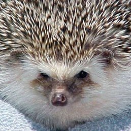 �����, ������������, 20 ���