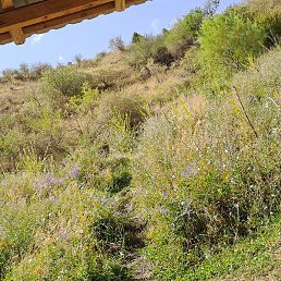 Golib, �����, 37 ���